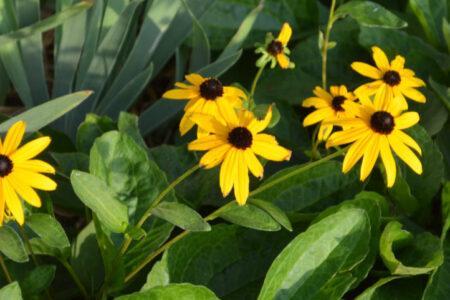 close up of yellow daisies